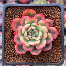 Echeveria Agavoides 'Star Boss' Lightly Variegated Form 2" Succulent Plant