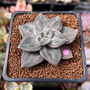 Echeveria 'Xichuensis' 2" Succulent Plant