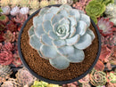 Echeveria 'Dealis' 3"-4" Powdery Succulent Plant