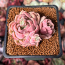 Echeveria 'Sweepy' 2" Cluster Air Magic Hybrid Succulent Plant
