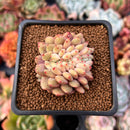 Echeveria 'Ariel' Crested 1"-2" Succulent Plant