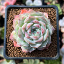 Echeveria 'Irene' 2"-3" Succulent Plant