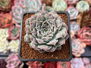Echeveria 'Hearts Choice' 2" Succulent Plant