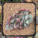 Echeveria 'Blue Spur' 3" Cluster Succulent Plant