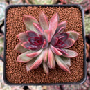 Echeveria 'Black Rose' Hybrid 2"-3" Succulent Plant