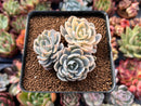 Echeveria 'Subsessilis' Variegated 2"-3" Cluster Succulent Plant