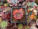 Echeveria 'Red Holly' 1" New Hybrid Succulent Plant