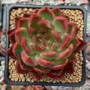 Echeveria Agavoides sp. 2"-3” Succulent Plant