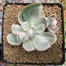 Echeveria 'Berkeley Light' Variegated 1"-2" Succulent Plant