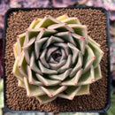Echeveria Agavoides sp. 2"-3" Succulent Plant
