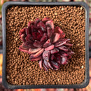 Echeveria Agavoides 'Nike' 1"-2" Cluster Succulent Plant