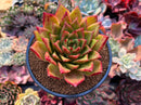 Echeveria Agavoides 'Orange Ebony' 4"-5" Old Specimen Succulent Plant