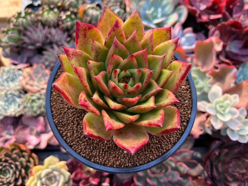Echeveria Agavoides 'Orange Ebony' 4