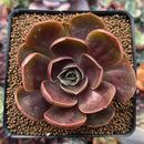 Echeveria 'Redtan' 2"-3" Succulent Plant