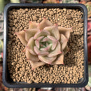 Echeveria Agavoides 'Lily One' 2" Succulent Plant