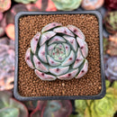 Echeveria 'Carla' 2" Succulent Plant