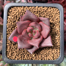 Echeveria Agavoides 'Red Ebony' 1" Succulent Plant