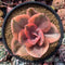 Echeveria 'Golden State' Variegated 3" Succulent Plant