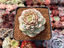 Echeveria 'Red Velvet' 3" Succulent Plant