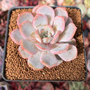 Echeveria 'Frost Blue' 2"-3" Air Magic Hybrid Succulent Plant