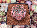 Echeveria 'Keralean' 2"-3" Succulent Plant