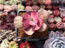 Echeveria 'Suyon Frill' Variegated 2" Succulent Plant