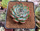 Echeveria 'Pink Crystal' 2"-3" Succulent Plant