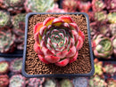Echeveria 'Melanie' 2" Succulent Plant