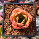 Echeveria Agavoides sp. 2" Succulent Plant
