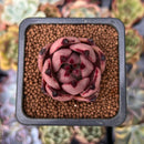 Echeveria Agavoides 'Red Ebony' 1" Succulent Plant