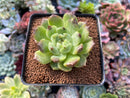 Echeveria Agavoides 'Amethyst' Hybrid 2" Succulent Plant