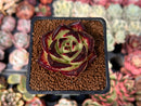 Echeveria Agavoides 'Black King' 2" Succulent Plant