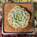 Echeveria 'Christmas Carol' 1"-2" Succulent Plant