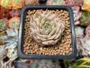 Echeveria 'Margaret' Variegated 1" Succulent Plant