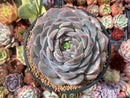 Echeveria 'Helena' Hybrid 5' Large Powdery Succulent Plant