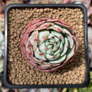 Echeveria 'Secunda' 2" Succulent Plant