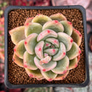 Echeveria 'Sharman' 2" Succulent Plant