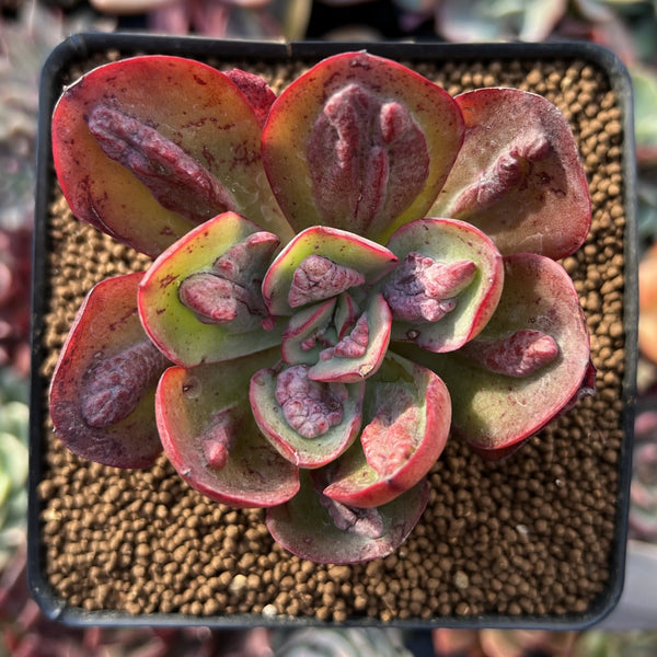 baron bold succulent Echeveria 'Baron Bold' 2" Succulent Plant