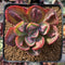 Echeveria 'Baron Bold' 2" Succulent Plant