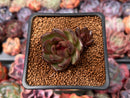 Echeveria 'Coco Jelly' 1" Succulent Plant