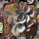 Echeveria 'Julius' 3" Succulent Plant