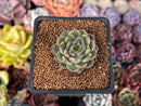 Echeveria Hybrid sp. 1" Succulent Plant