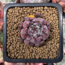 Echeveria 'Jackal' 1" Succulent Plant