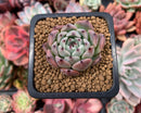 Echeveria 'Jackal' 1" Succulent Plant