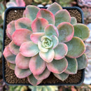 Echeveria 'Pink Vera' Variegated 2"-3" Succulent Plant