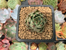 Echeveria Agavoides 'Black Cat' 1" Succulent Plant