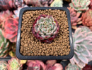 Echeveria 'Sarahime' 1/2" Small Seedling Succulent Plant