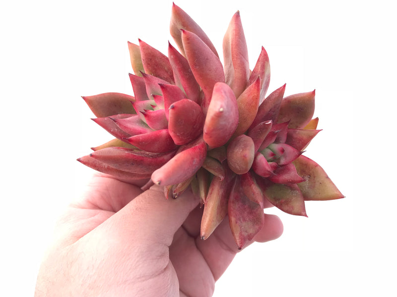 Echeveria Agavoides Mundy Cluster 4” Rare Succulent Plant