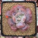 Echeveria 'Hearts Delight' 2"-3" Succulent Plant