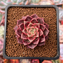 Echeveria 'Ziplet' 1"-2" New Hybrid Succulent Plant
